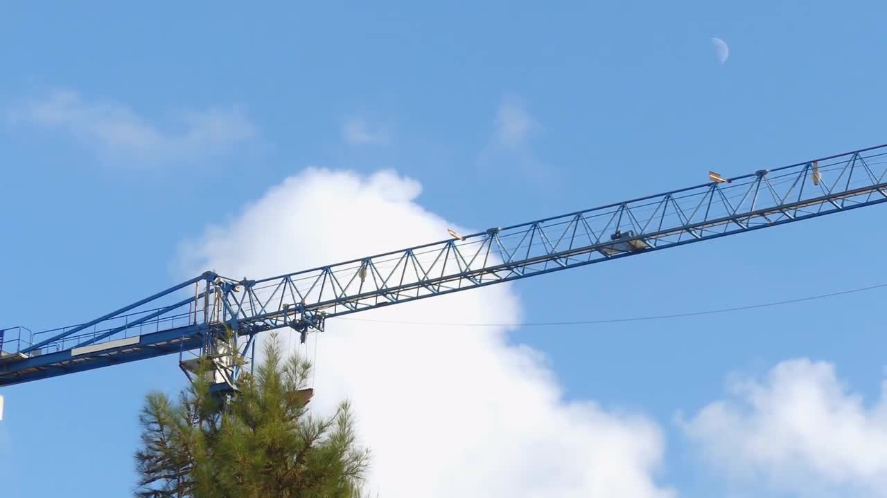 cranes in the sky videp