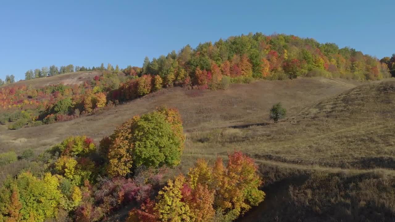 Hilly Area With Autumn Trees Stock Video Motion Array