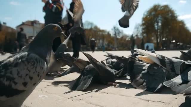 City Pigeons Being Fed By Tourists: Stock Video