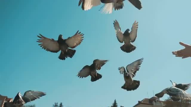 Children Feeding City Pigeons: Stock Video