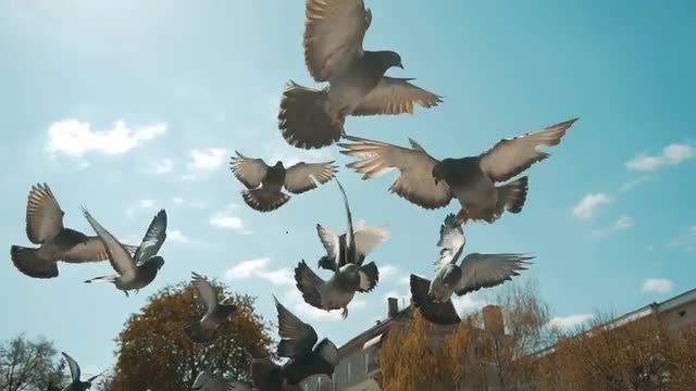 Flock Of Pigeons Flying: Stock Video