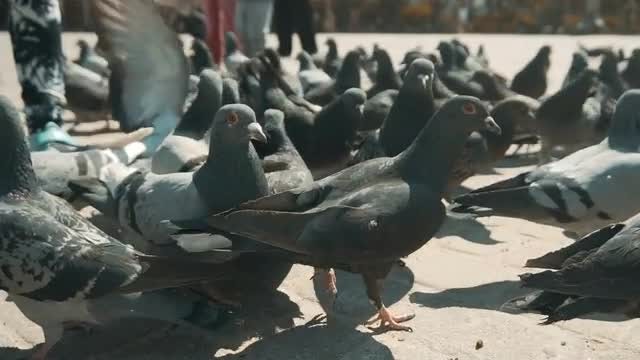 Pigeons Feeding In The Park: Stock Video