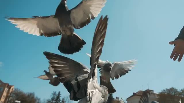 Pigeons Flying In Slow Motion: Stock Video