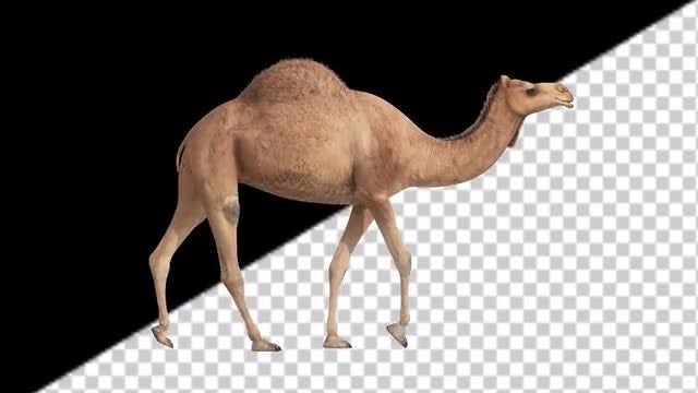 CG Camel Walking - Side View: Stock Motion Graphics