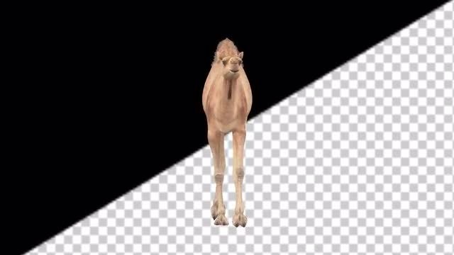 CG Camel Walking - Front View: Stock Motion Graphics