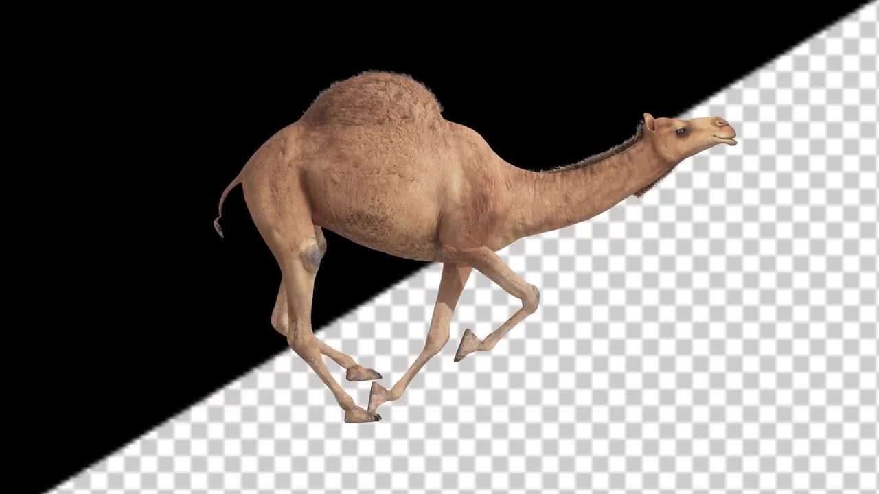 Camel Running Related Keywords & Suggestions - Camel Running