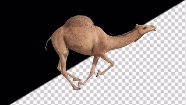 CG Camel Running - Side View: Stock Motion Graphics