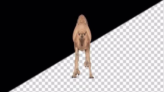 CG Camel Running: Stock Motion Graphics