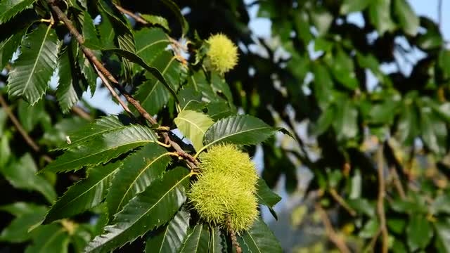 Chestnut Branches With Fresh Fruits: Stock Video