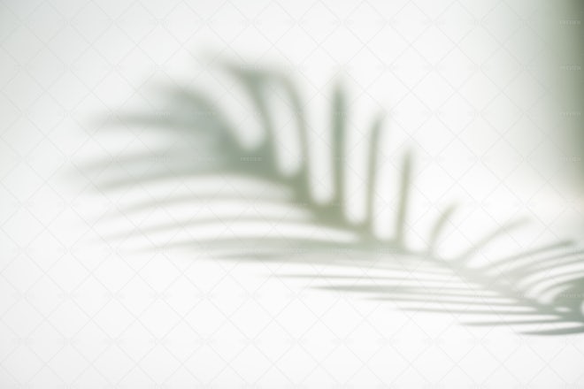 Tropical Leaves Shadow - Stock Photos | Motion Array