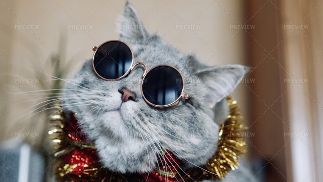 New year, new frames, The petite Cat