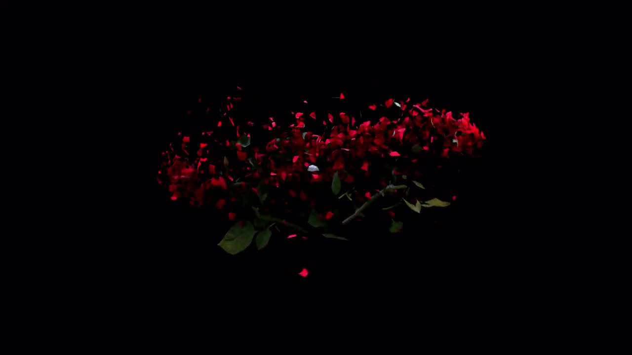 Love Red Rose Smashing Stock Motion Graphics Array