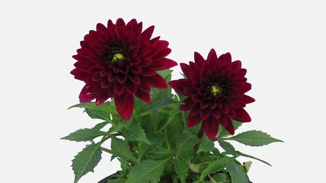 Time Lapse Of Opening Dahlia: Stock Video