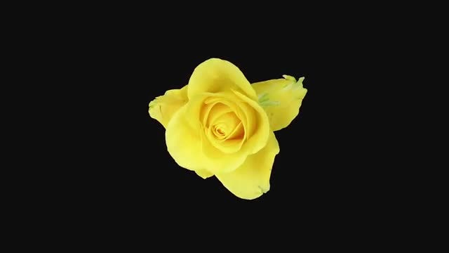 Yellow Rose Flower Opening: Stock Video