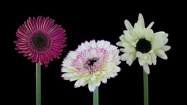 Three Buds Open Its Petals: Stock Video