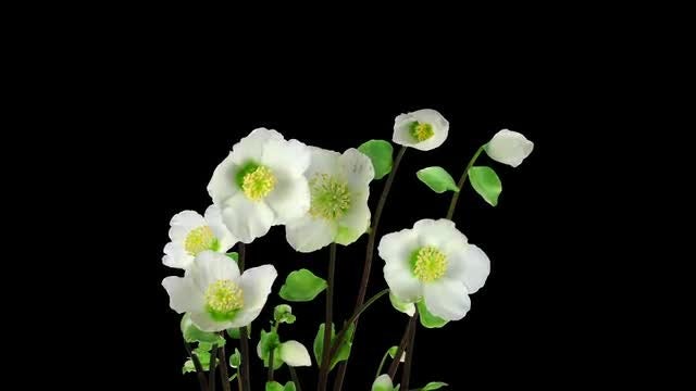 Helleborus Christmas Rose Flowers Opening: Stock Video