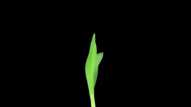 Maize Seedling Sprouting And Growing: Stock Video