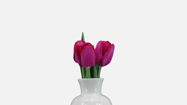 Bouquet Of Red Tulips Opening: Stock Video