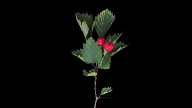 Hawthorn Branch With Fruits Dying: Stock Video