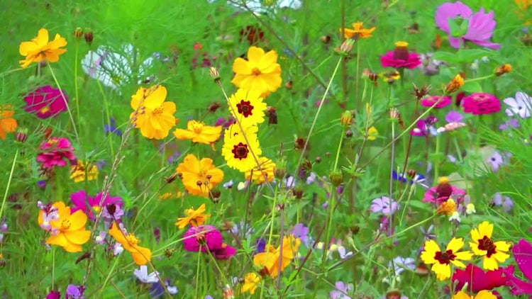 Close-up Shot Of Colorful Flowers: Stock Video