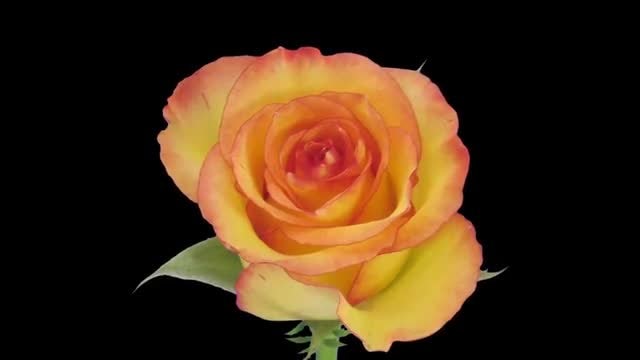 Birdy Rose Flower Opening: Stock Video