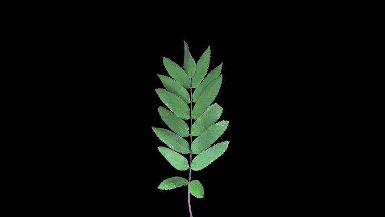 Green Rowan Leaves Dying: Stock Video