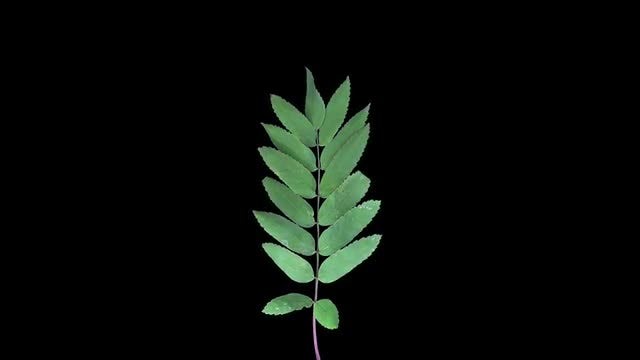Green Rowan Leaves Dying: Stock Video