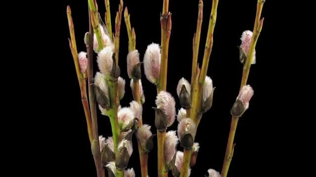 Willow Catkins Blooming: Stock Video