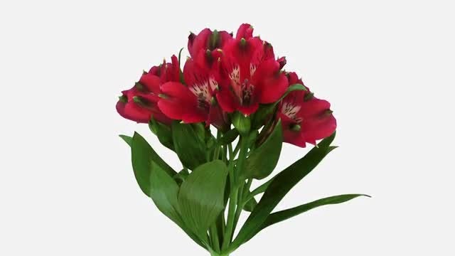 Red Peruvian Lilies: Stock Video