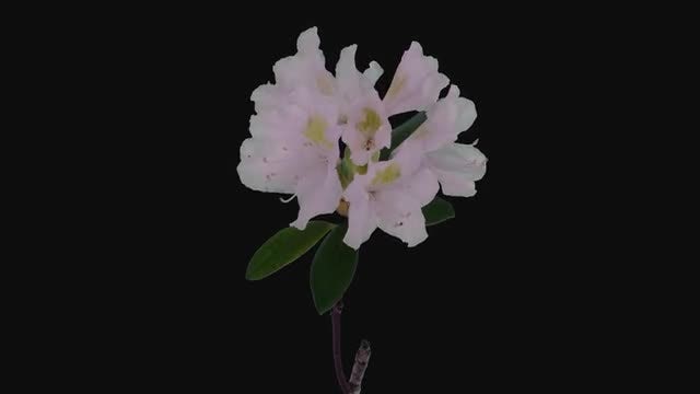 White Rhododendron Flowers: Stock Video