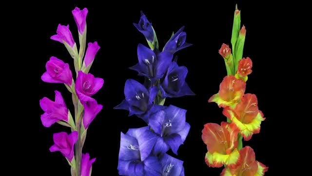 3 Colors Of Gladiolus Flowers: Stock Video