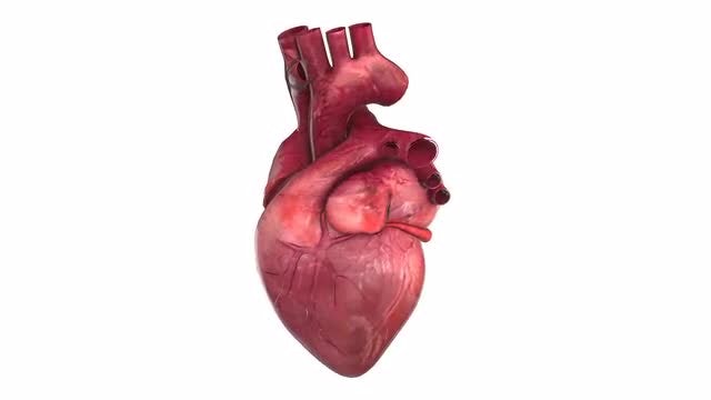 4K Heart Animation: Stock Motion Graphics