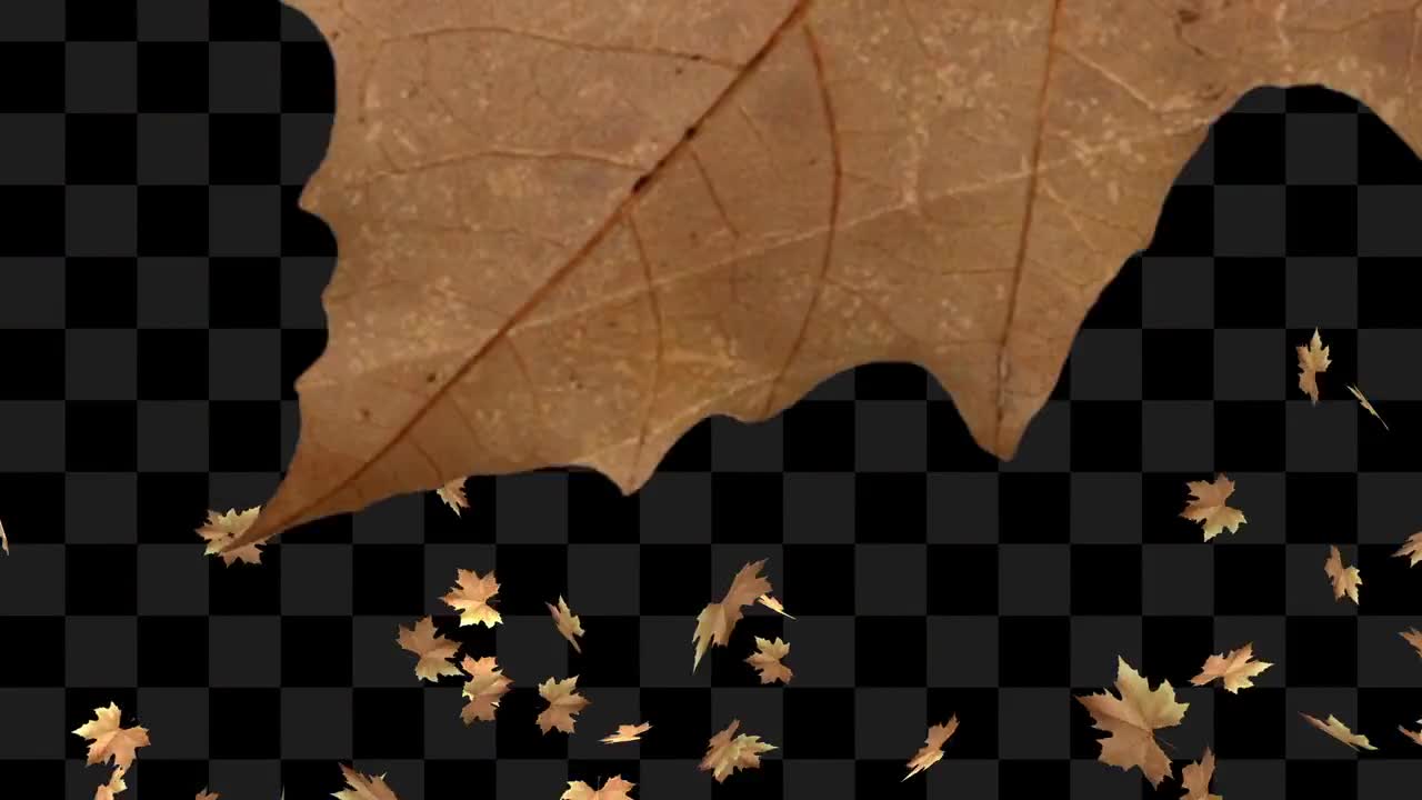 Autumn Leaf Transition Pack Stock Motion Graphics Motion Array