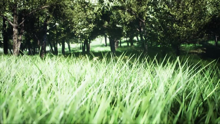 Exploring A Green Park: Stock Motion Graphics