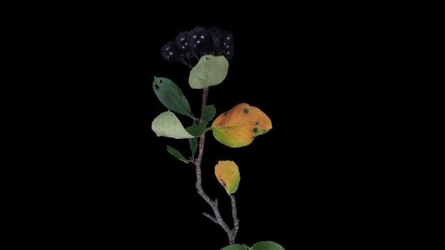Colorful Aronia Leaves Dying: Stock Video