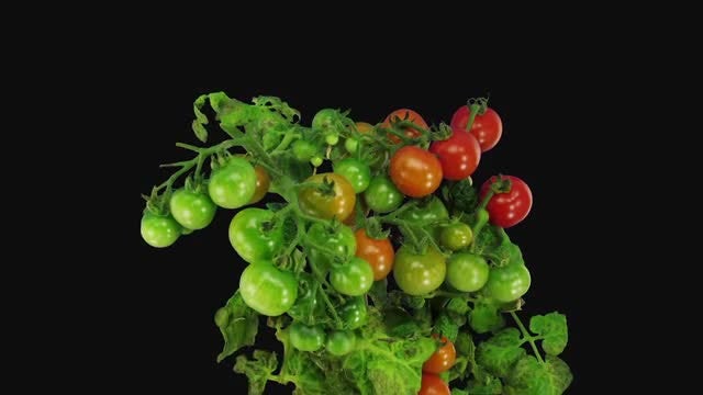 Green Tomato Fruits Ripening: Stock Video