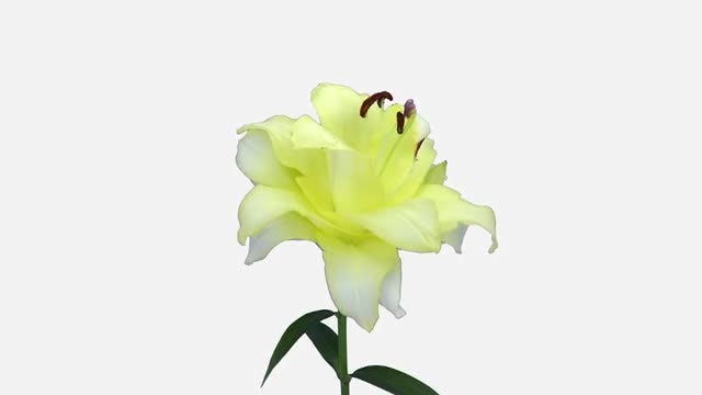Yellow Lily Flower Opening: Stock Video