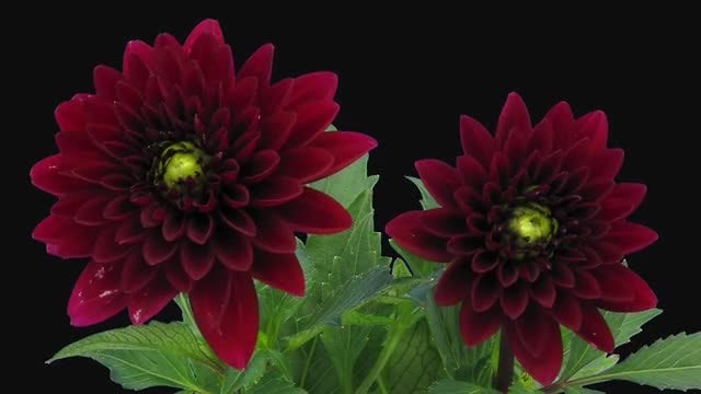 Red Dahlia Flowers Opening: Stock Video