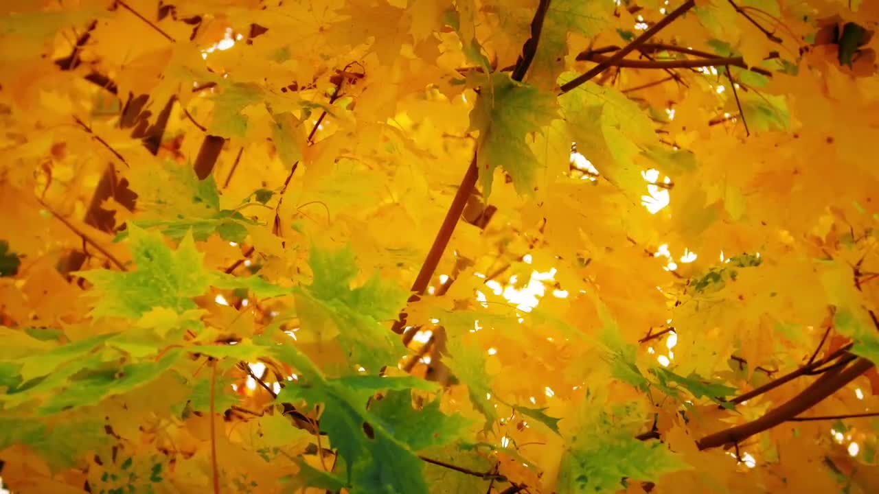 Autumn's Orange Nature Background - Stock Video | Motion Array