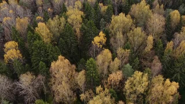 Yellow and Green Treetops: Stock Video