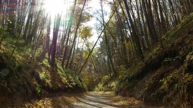 Sun Shining Over Autumn Forest: Stock Video