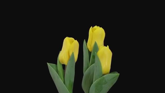Beautiful Yellow Tulips Growing: Stock Video