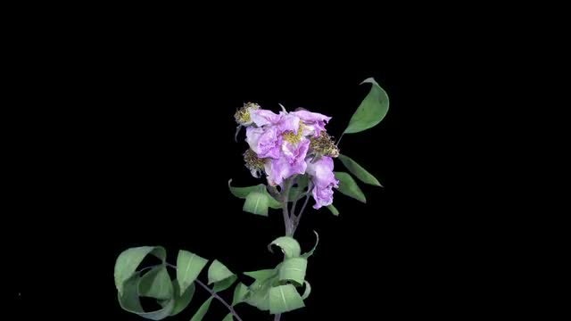 Wilting Rosa Rubiginosa Branch: Stock Video