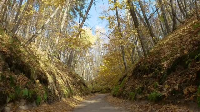 Walking Through Yellow Trees: Stock Video