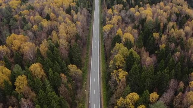 Empty Road In Autumn Forest: Stock Video