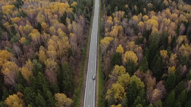 Cars Driving Through The Forest: Stock Video