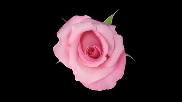 Pink Blushing Akito Rose Opening: Stock Video