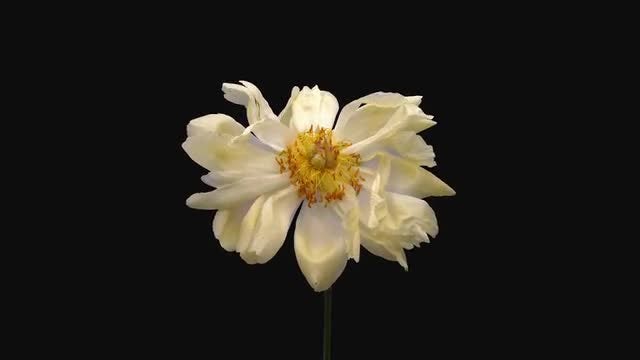White Coral Peony Flower Dying: Stock Video