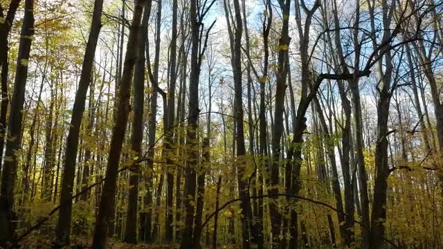 Hiking Through An Autumn Forest: Stock Video
