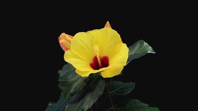Yellow Chinese Rose (Hibiscus) Flower: Stock Video